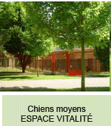 Pension chiens moyens