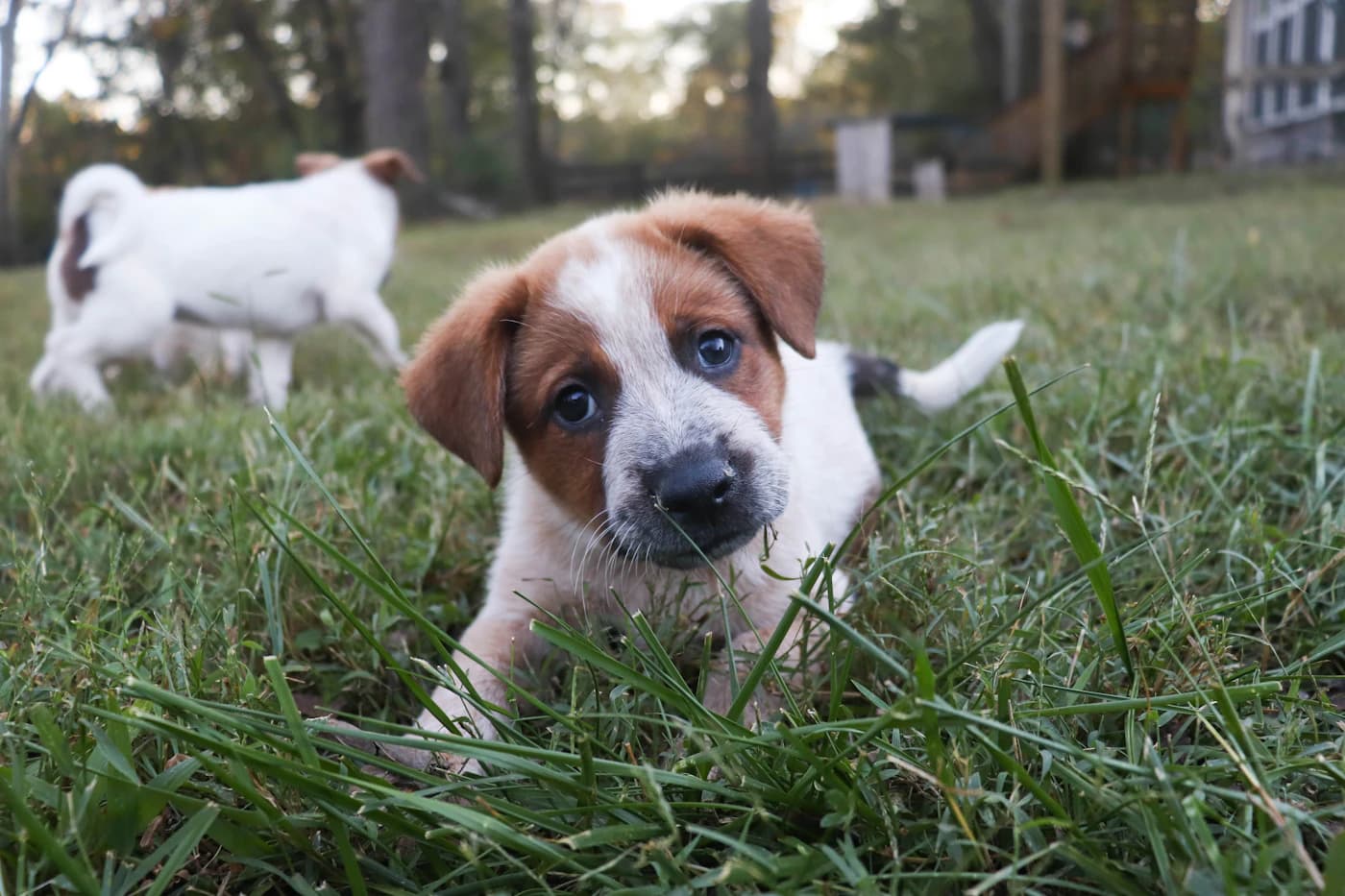 Deux chiots découvrent le jardin et jouent dans l’herbe