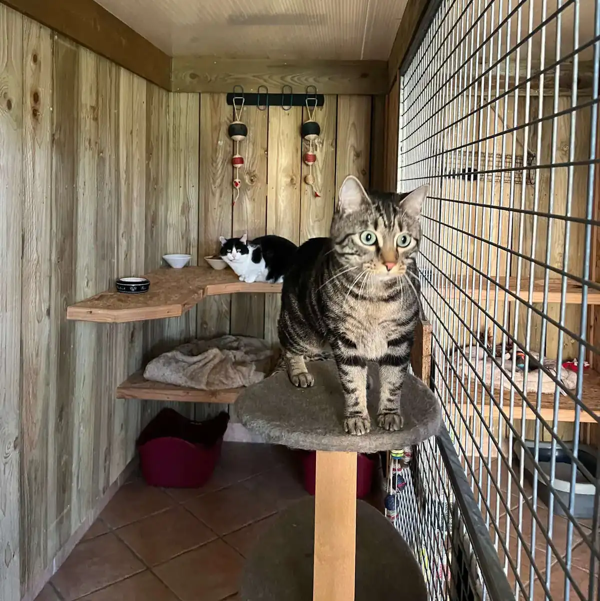 Chat tigré sur un perchoir dans la chatterie Auberdog