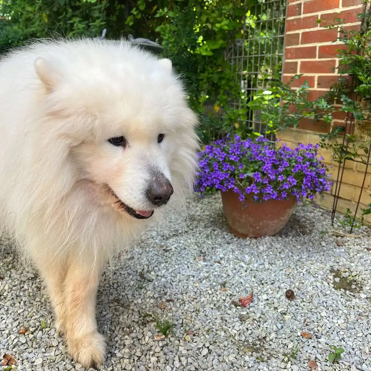 Grand chien blanc près d’un pot de fleurs