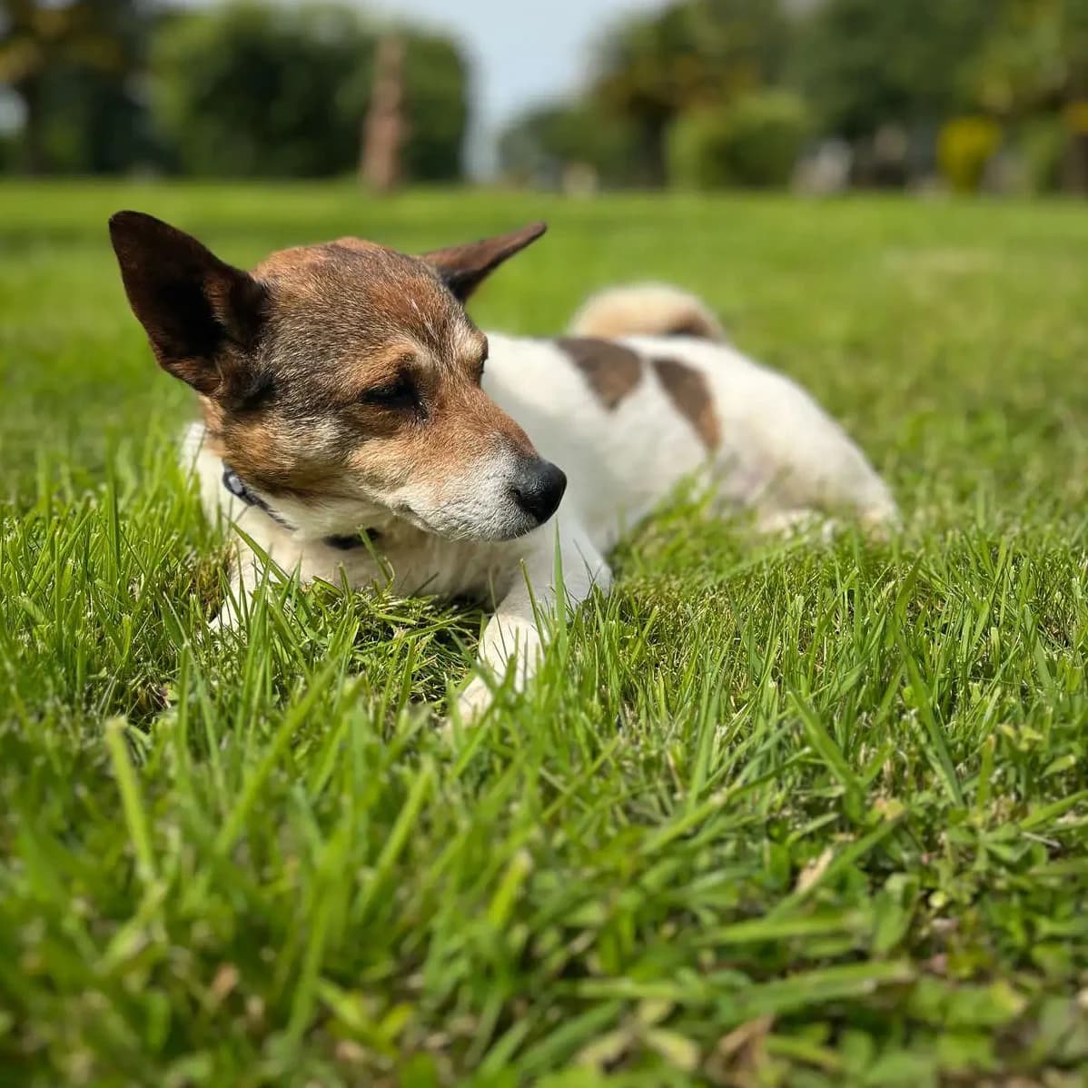 Petit chien blanc et brun allongé dans l’herbe