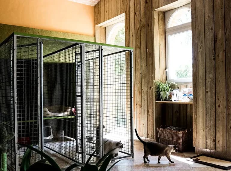 Chat dans la chatterie des Groseilles, entre les box et les grandes fenêtres