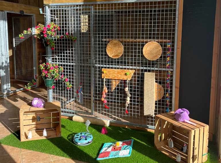 Jouets, griffoirs et espaces de repos dans la chatterie des Roses