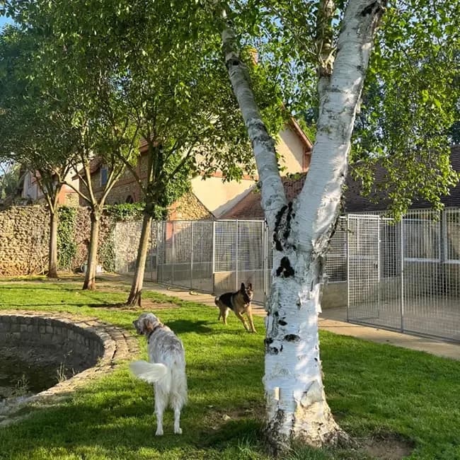 Chiens dans le parc arboré près du bassin de l’espace liberté