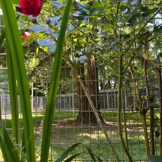 Végétation et clôture du parc de l’espace liberté