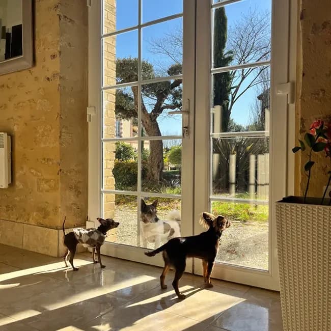 Petits chiens devant une baie vitrée ensoleillée dans l’espace tranquillité