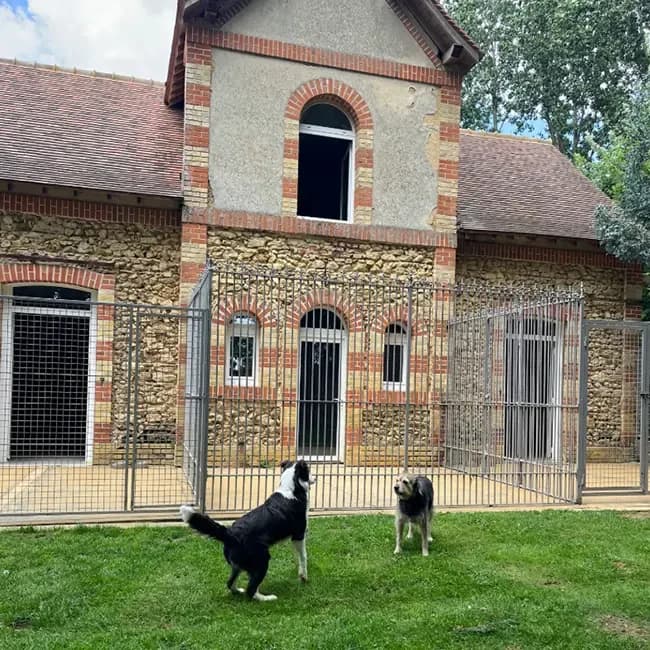 Chiens sur la pelouse devant les appartements de l’espace vitalité