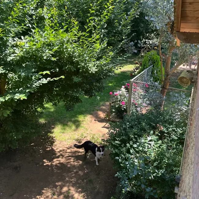 Chien sur un sentier arboré dans l’espace vitalité