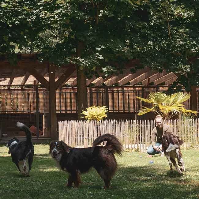 Plusieurs chiens profitent de l’aire de jeux arborée de la pension Auberdog