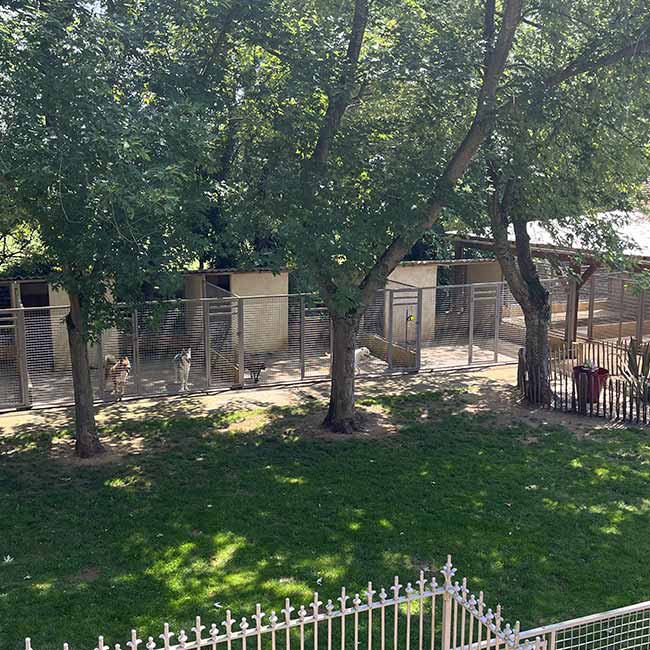 Séjour chiens moyens, pension Auberdog