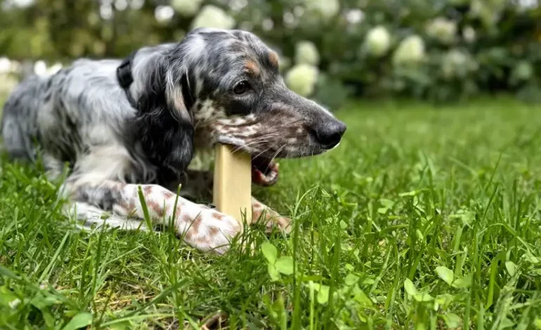 Faites plaisir à votre compagnon le temps de son séjour chez Auberdog