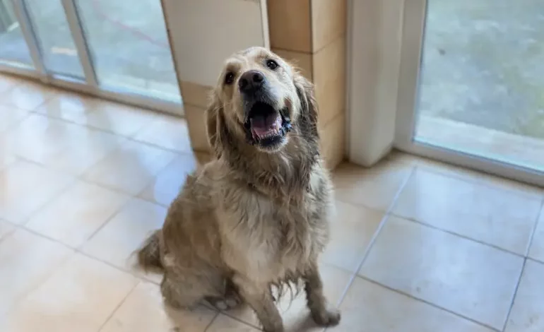 Service de bain et toilettage